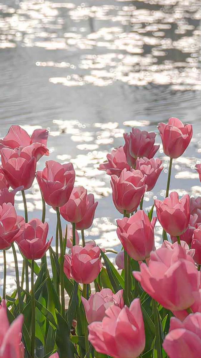 Cánh hoa tulip rực rỡ trong hình nền điện thoại