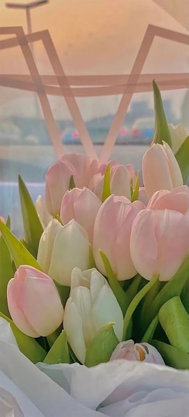 Hình nền điện thoại hoa tulip nở trong nắng vàng