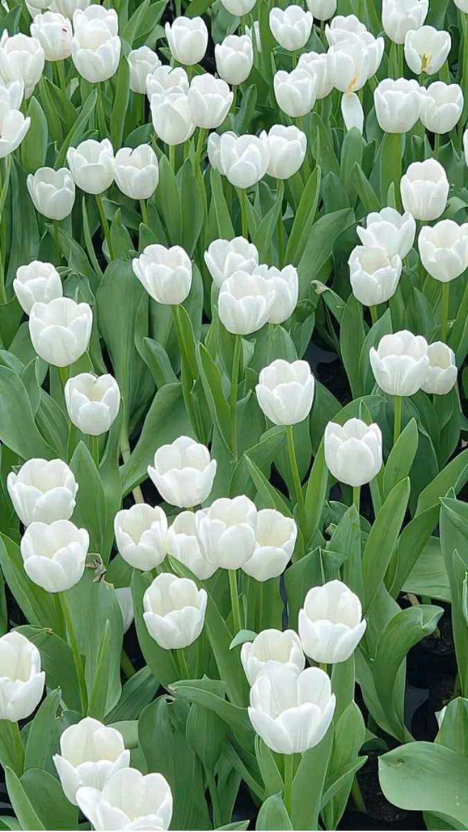 Hình nền điện thoại hoa tulip trắng đẹp mắt nổi bật