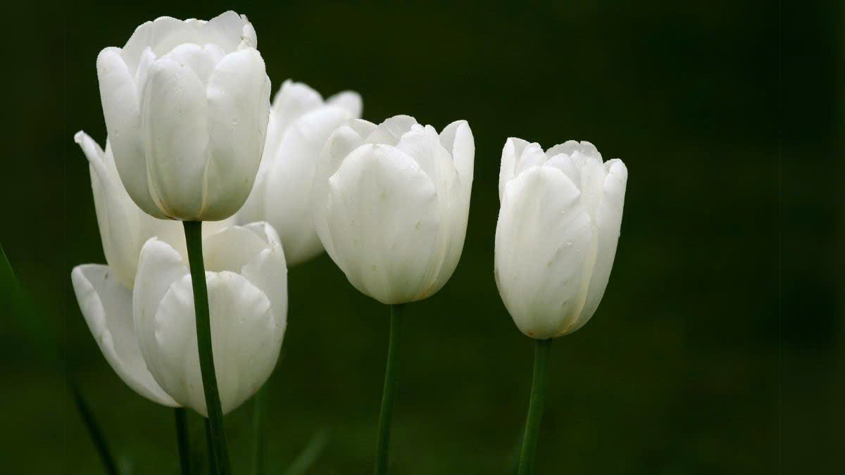 Hình nền hoa tulip trắng nhẹ nhàng cho màn hình