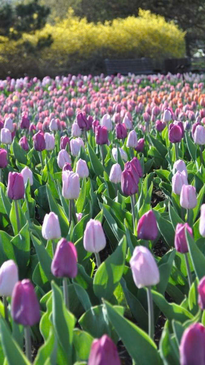 Màn hình điện thoại lãng mạn với hình nền hoa tulip