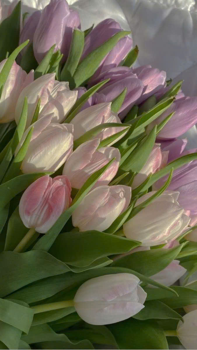 Từng bông hoa tulip rực rỡ trên nền màn hình điện thoại