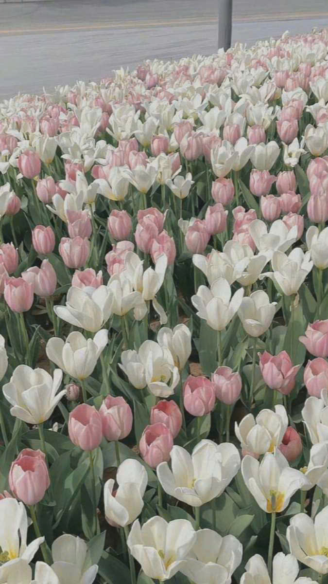 Vẻ đẹp thanh thoát của hoa tulip qua hình nền điện thoại