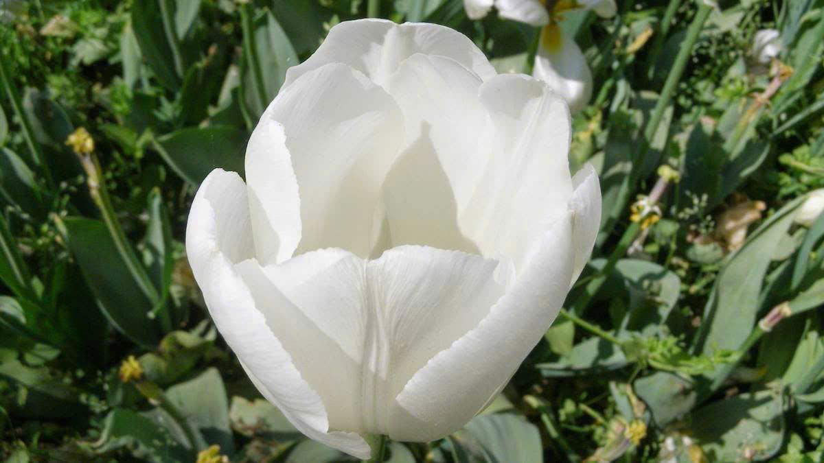 Vẻ đẹp thanh thoát của hoa tulip trắng cho máy tính